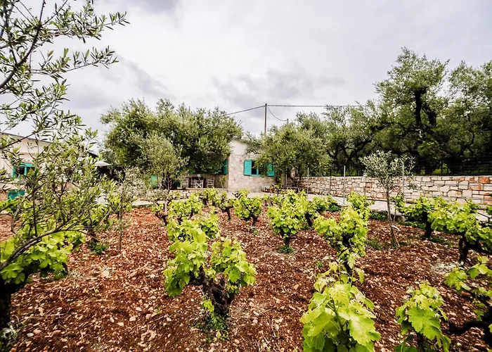 Tsantri Olive Grove Дом отдыха