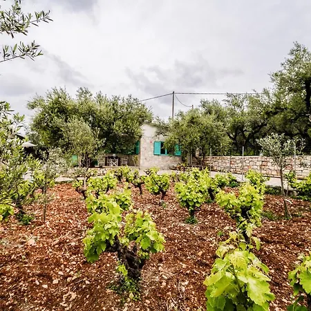 Tsantri Olive Grove Hébergement de vacances